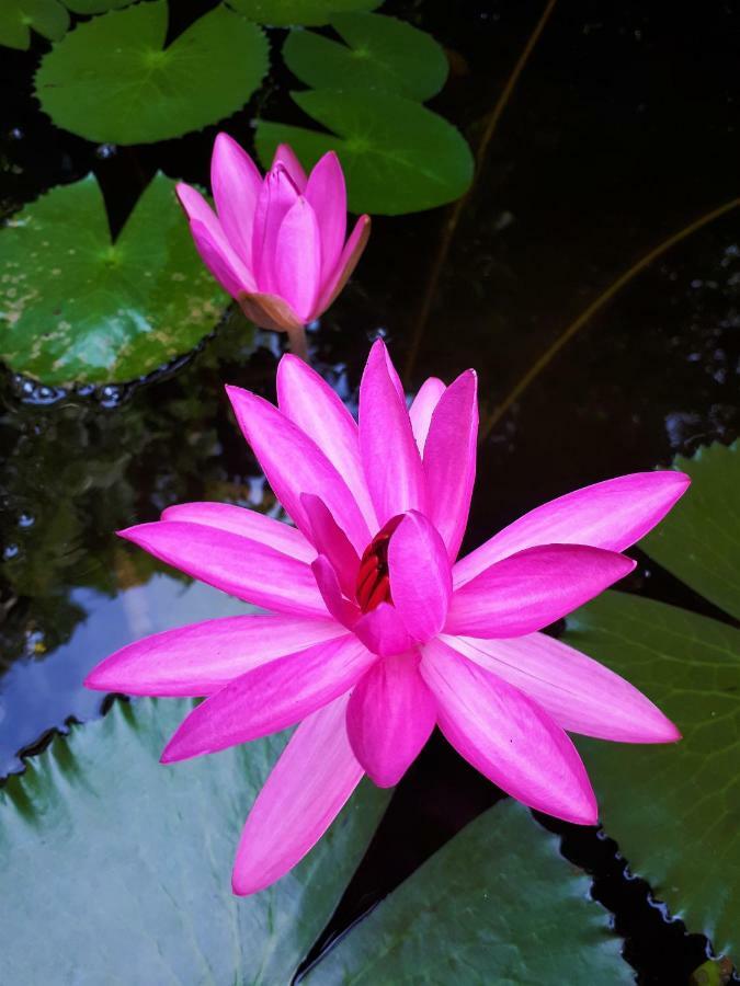 Sari Village Jungle Retreat Holiday home *